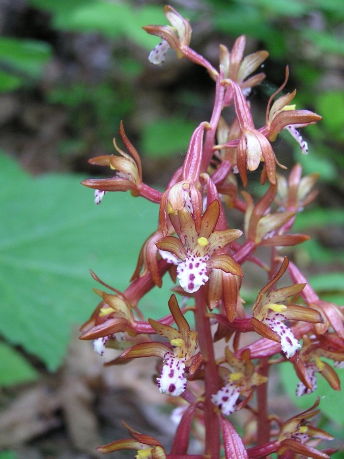 Corallorhiza maculata