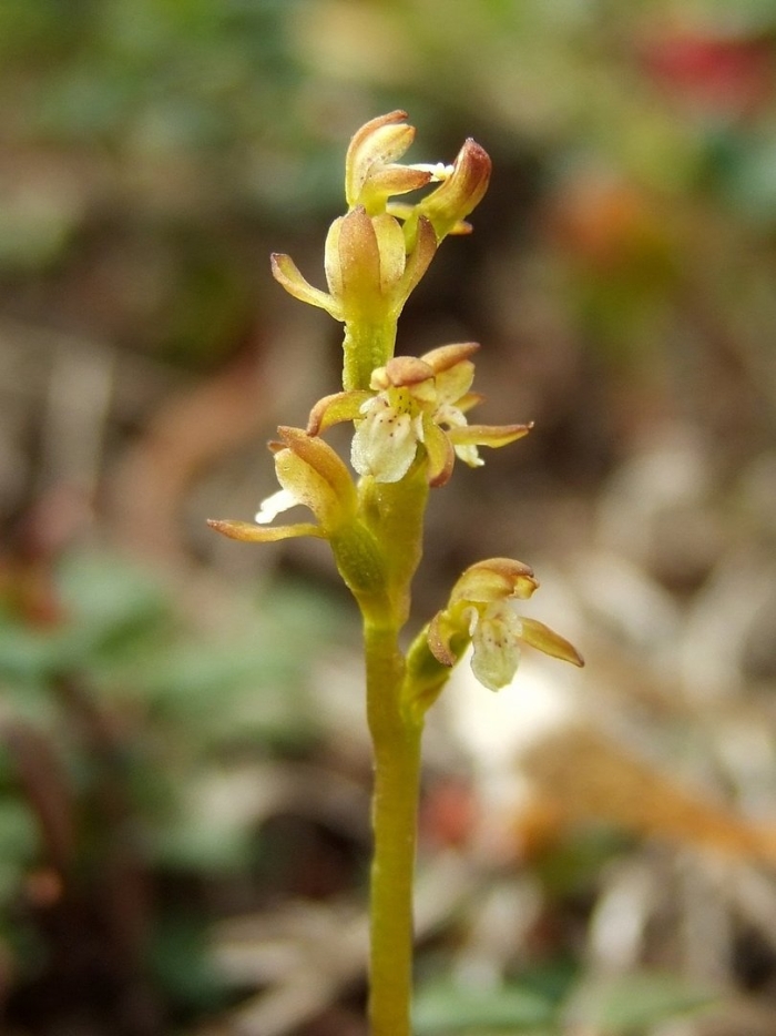 Ладьян трехнадрезный