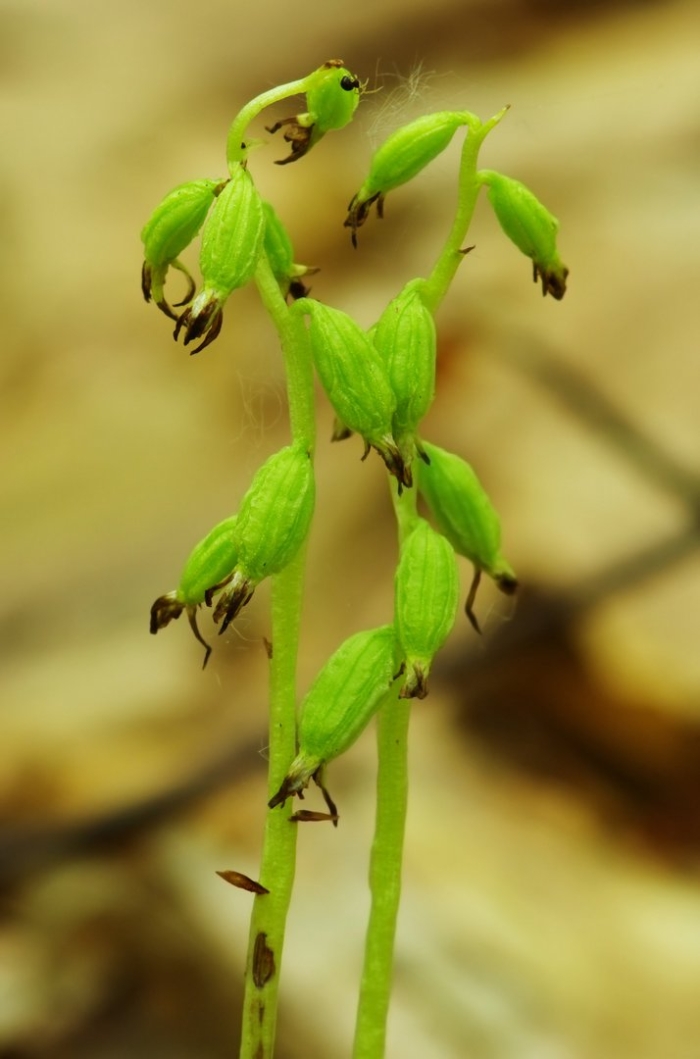 Epipactis helleborine