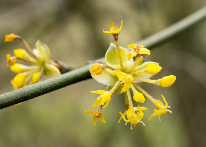 Cornus mas