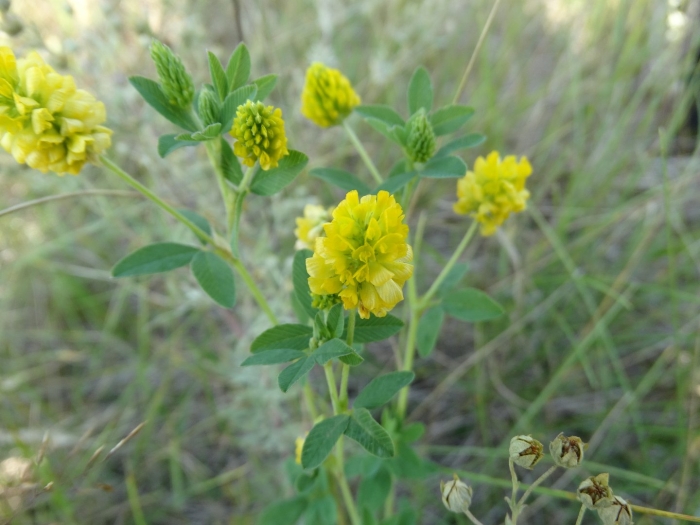 Клевер (златощитник) золотистый