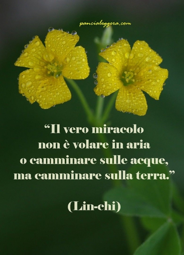 Клевер трилистник желтый