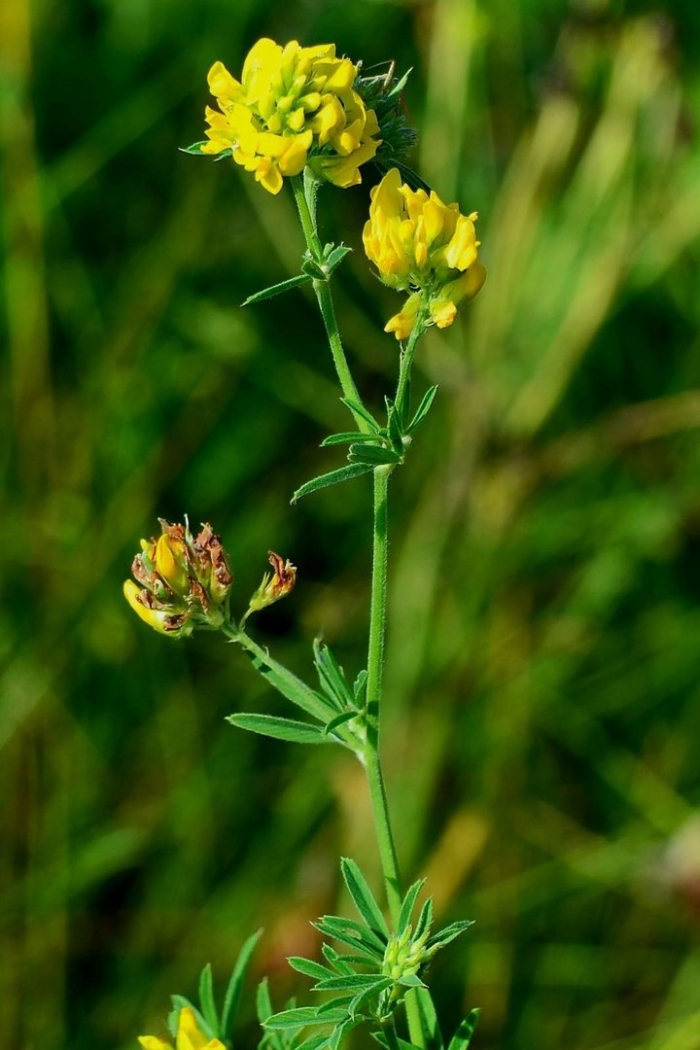 Люцерна серповидная