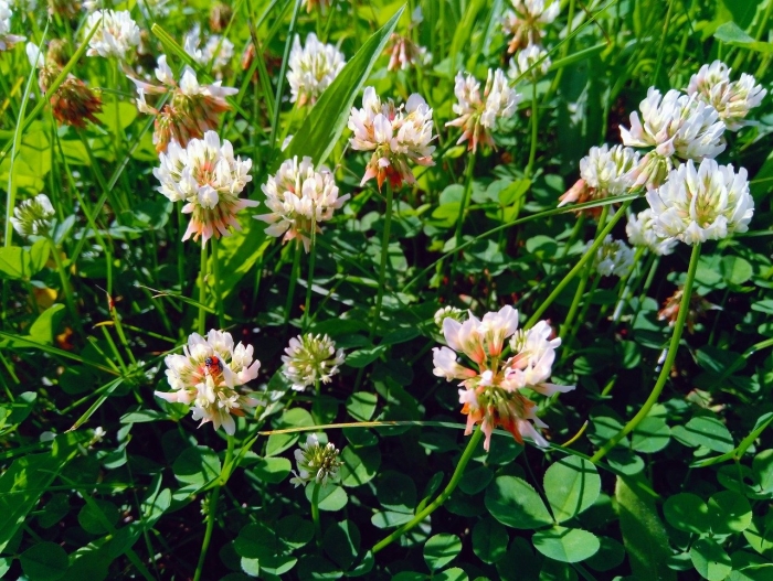 Клевер белый ползучий