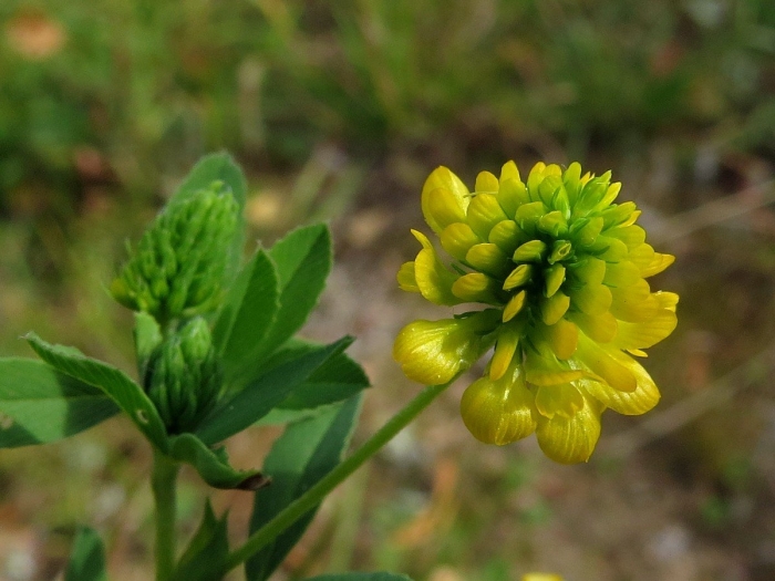 Trifolium aureum