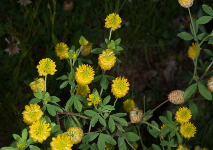 Клевер желтый ползучий сорняк