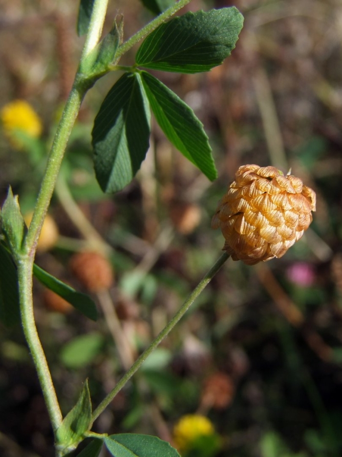 Trifolium fragiferum