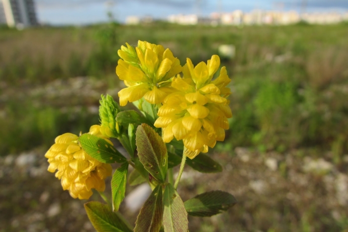 Золотистый клевер растение