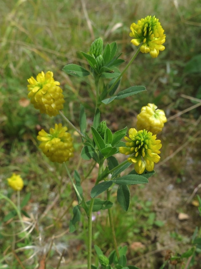 Клевер полевой золотистый