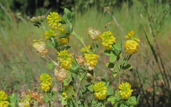 Trifolium campestre
