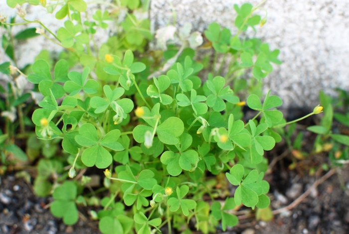 Оксалис стрикта