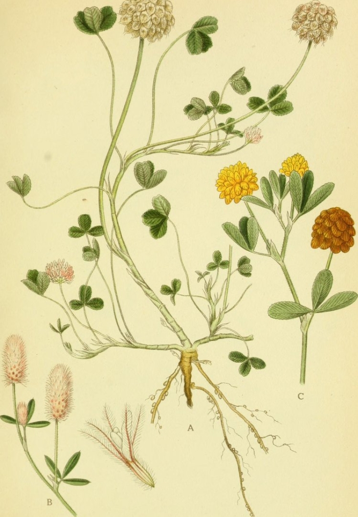 Плод клевера ползучего