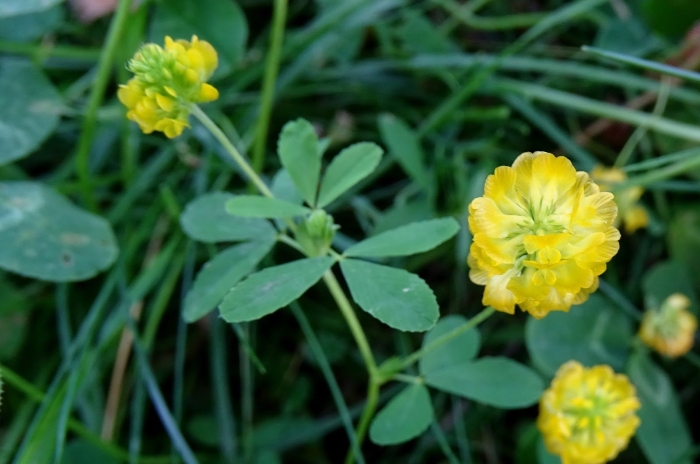 Клевер желтый ползучий