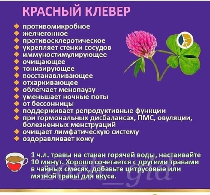 Клевер луговой красный
