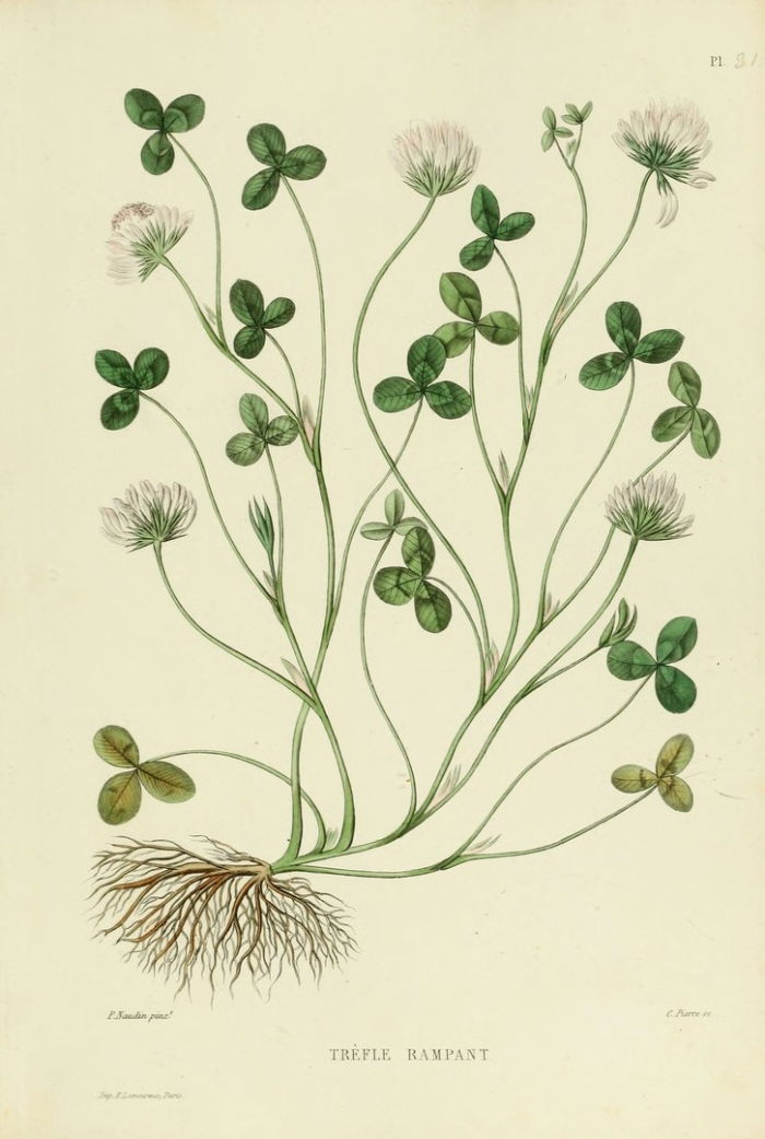 Клевер луговой и ползучий