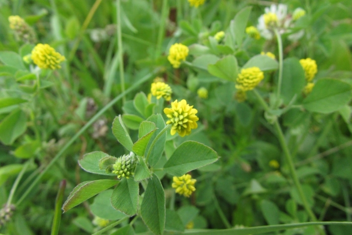 Растение люцерна