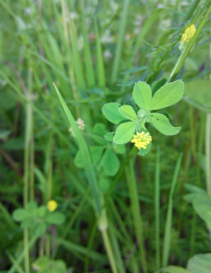 Люцерна цветок