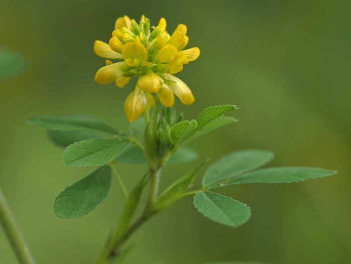 Люцерна желтая