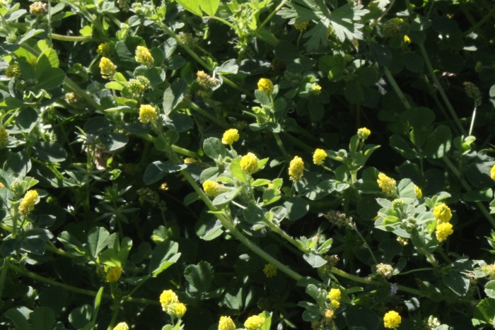 Растение medicago orbicularis