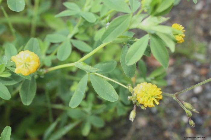Trifolium aureum андроцей