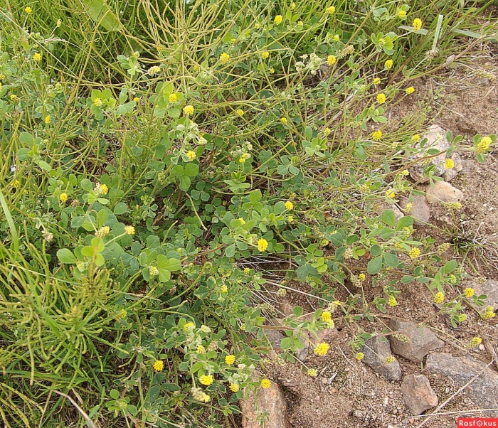 Medicago lupulina