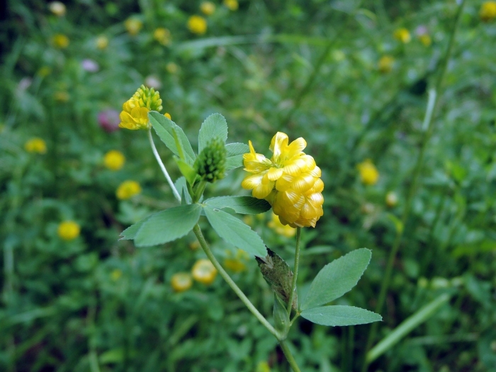 Клевер желтый ползучий