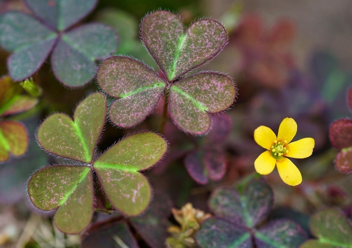 Oxalis corniculata
