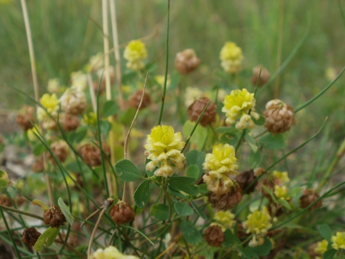Trifolium ochroleucon