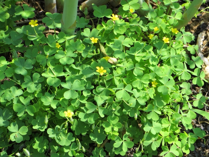 Сорняк чарли ползучий