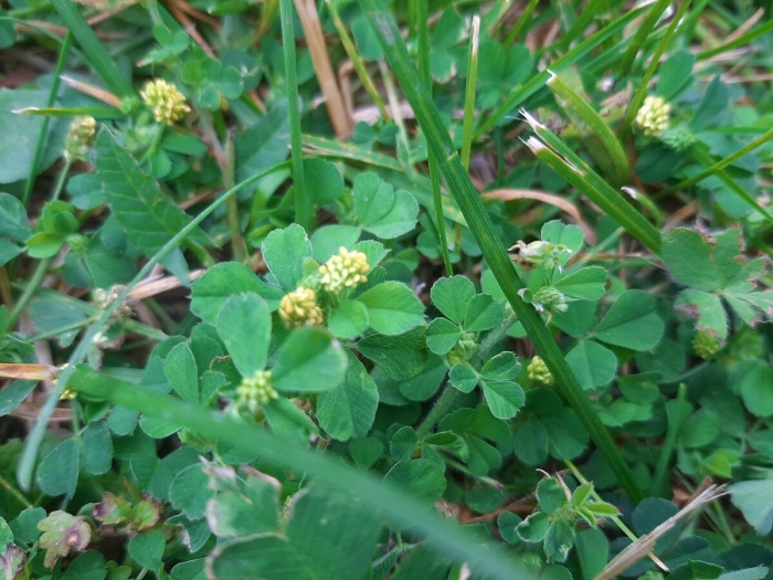 Люцерна хмелевидная