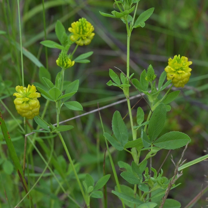 Trifolium campestre