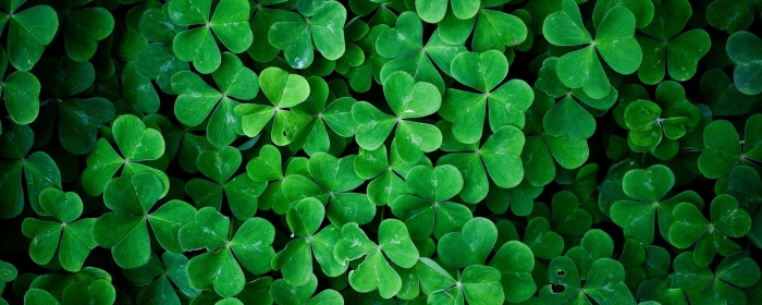 Четырехлистный клевер эстетика