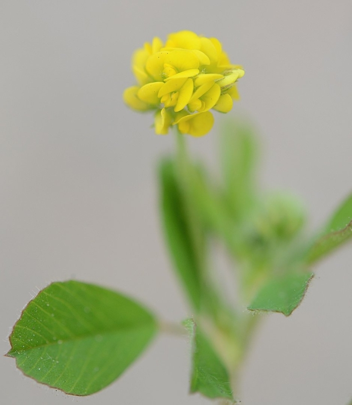 Люцерна хмелевая (хмелевидная)