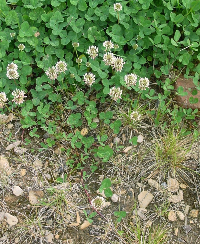 Клевер ползучий trifolium repens