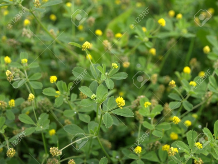 Растение клевер