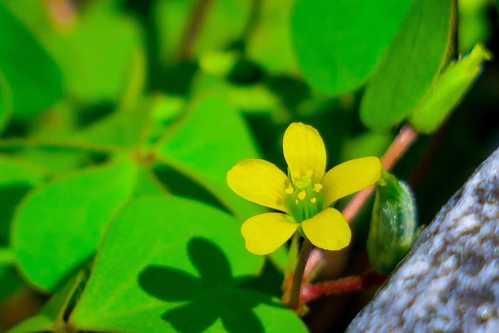 Кислица рогатая