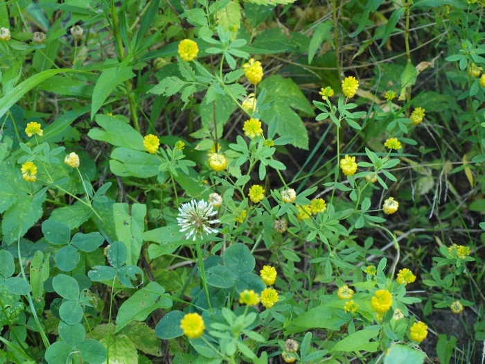 Клевер желтый ползучий сорняк