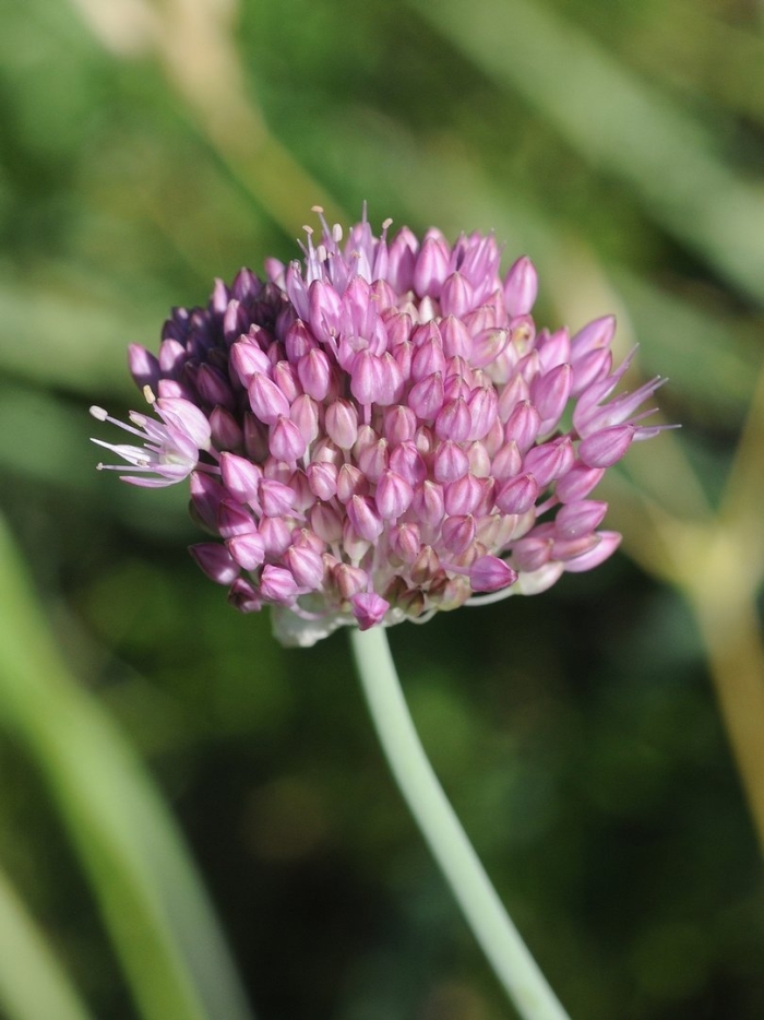 Лук красноватый allium rubens