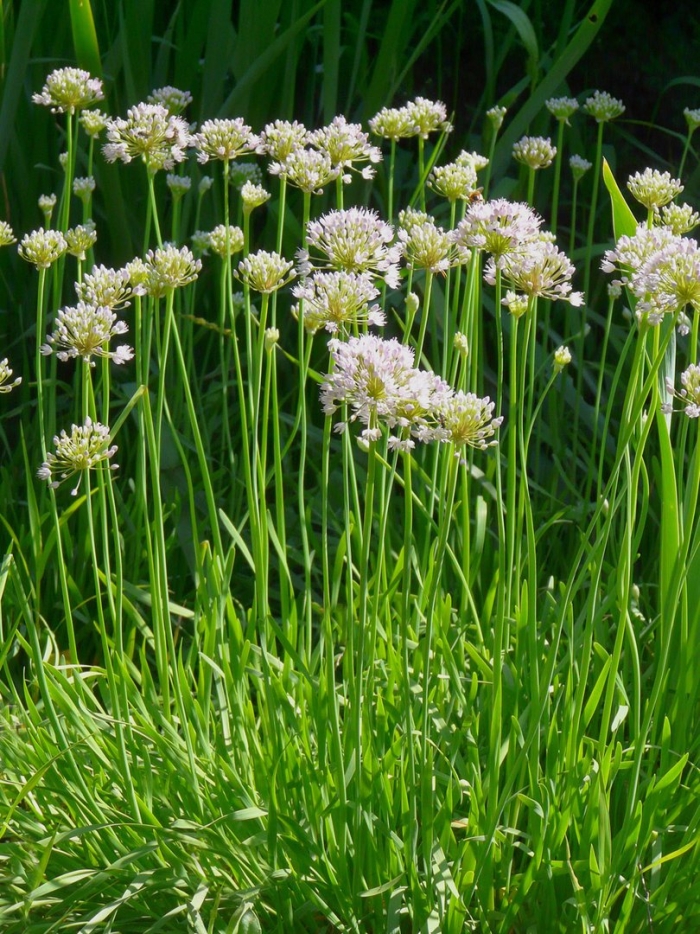 Allium canadense