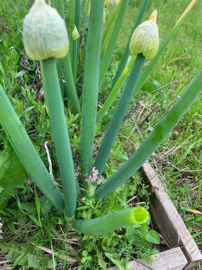 Многолетний лук