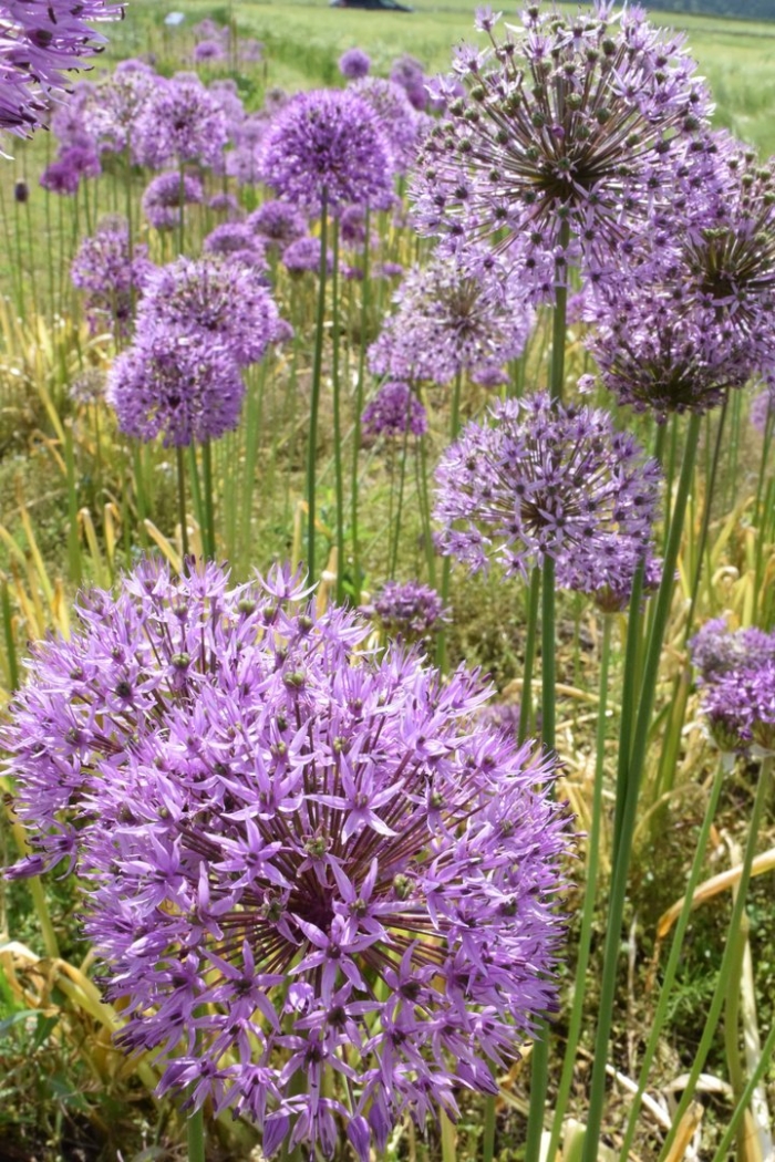 Декоративный лук аллиум