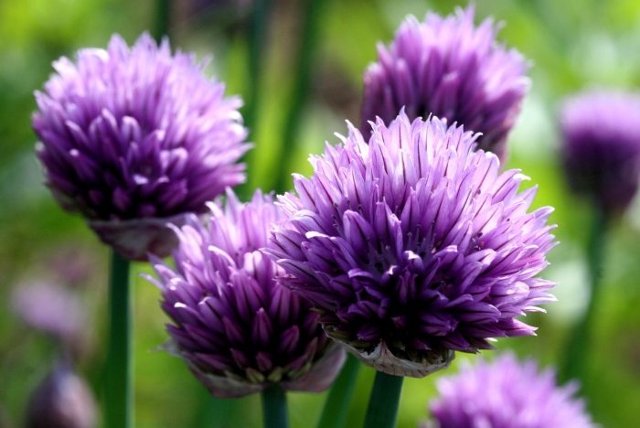 Лук скорода шнитт