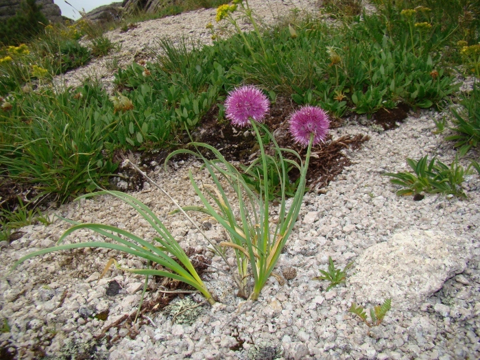 Allium carolinianum