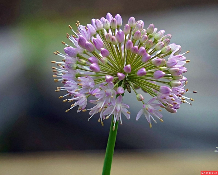 Allium grande плод