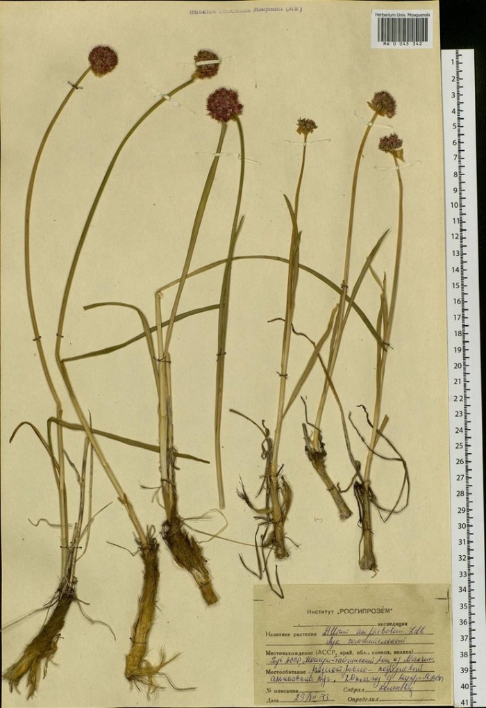 Лук регелевский