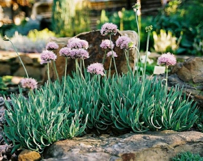 Лук горный спиралис