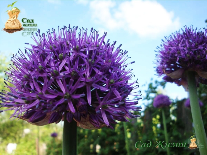 Аллиум рокамболь