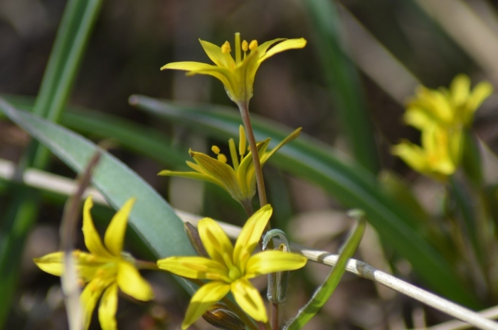 Гусиный лук алтайский