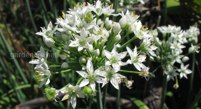 Allium ramosum