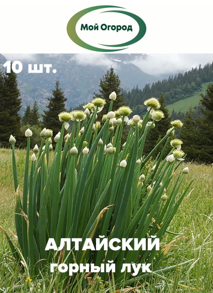 Лук алтайский горный